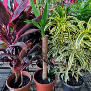 VASO DRACENA P24 VARIADO