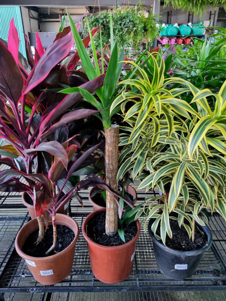 VASO DRACENA P24 VARIADO