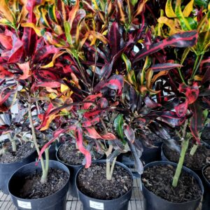VASO CROTON P24 GINGHA