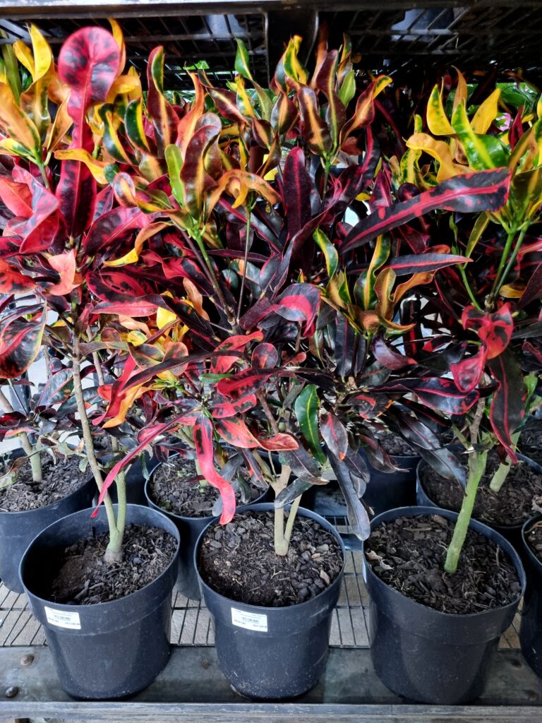 VASO CROTON P24 GINGHA