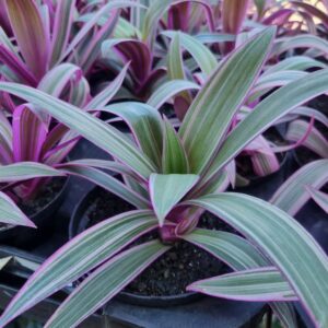 VASO ABACAXI ROXO P11 (TRANDES.SPATHACEA)