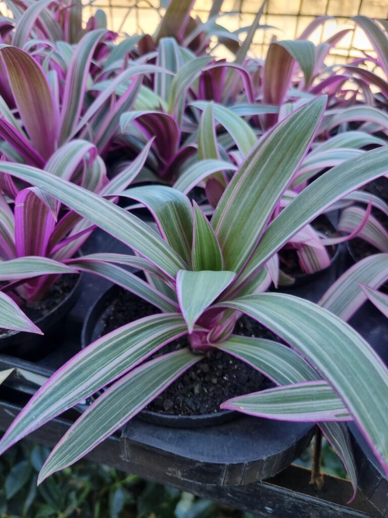 VASO ABACAXI ROXO P11 (TRANDES.SPATHACEA)