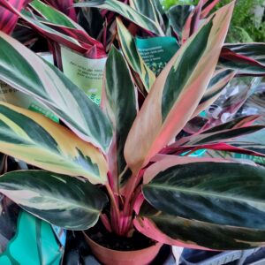 VASO CALATHEA P12 TRIALSTAR