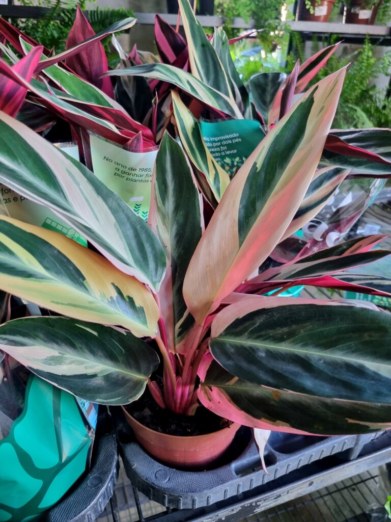 VASO CALATHEA P12 TRIALSTAR
