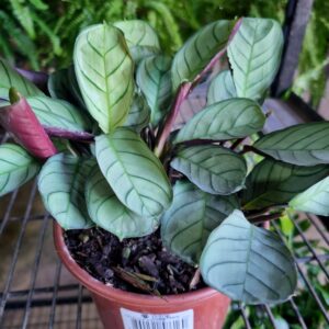 VASO CALATHEA P15