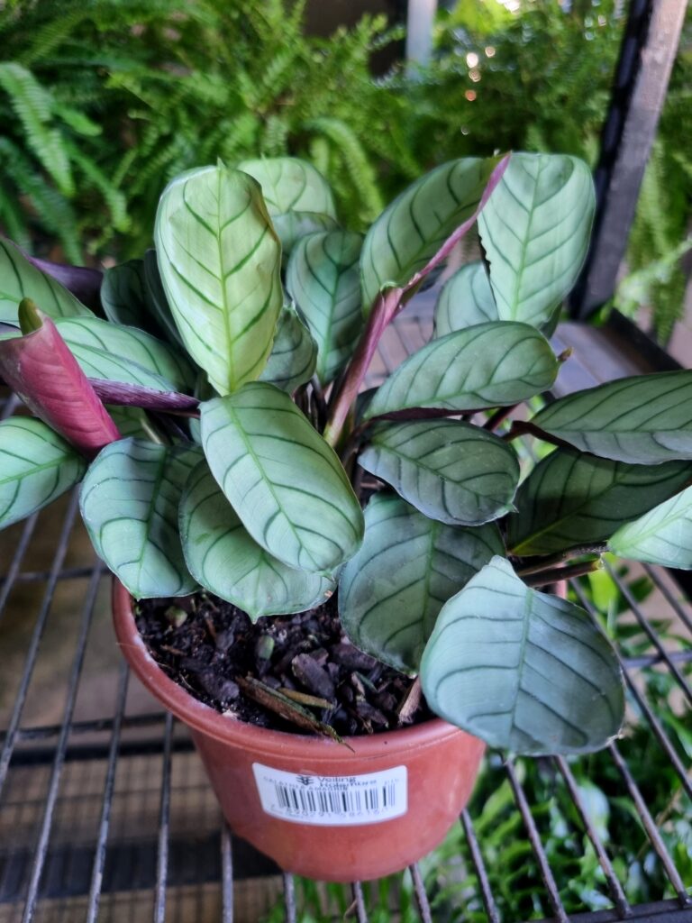 VASO CALATHEA P15