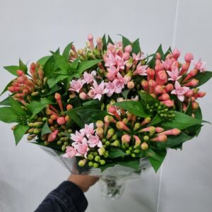 FLOR DE BOUVARDIA