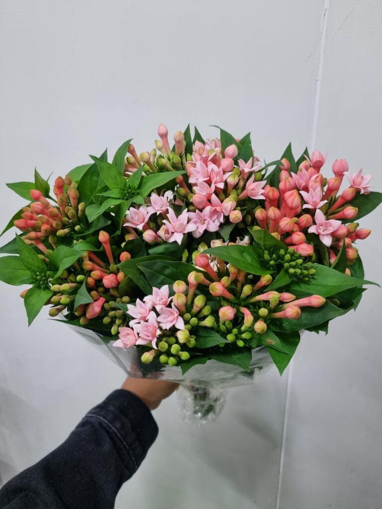 FLOR DE BOUVARDIA