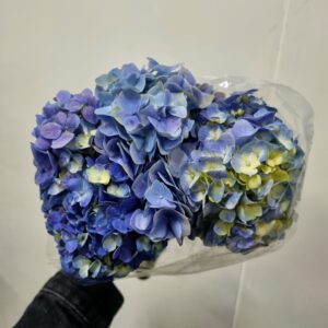 HORTENSIA AZUL 30 A 40CM