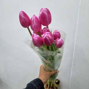 TULIPA PINK