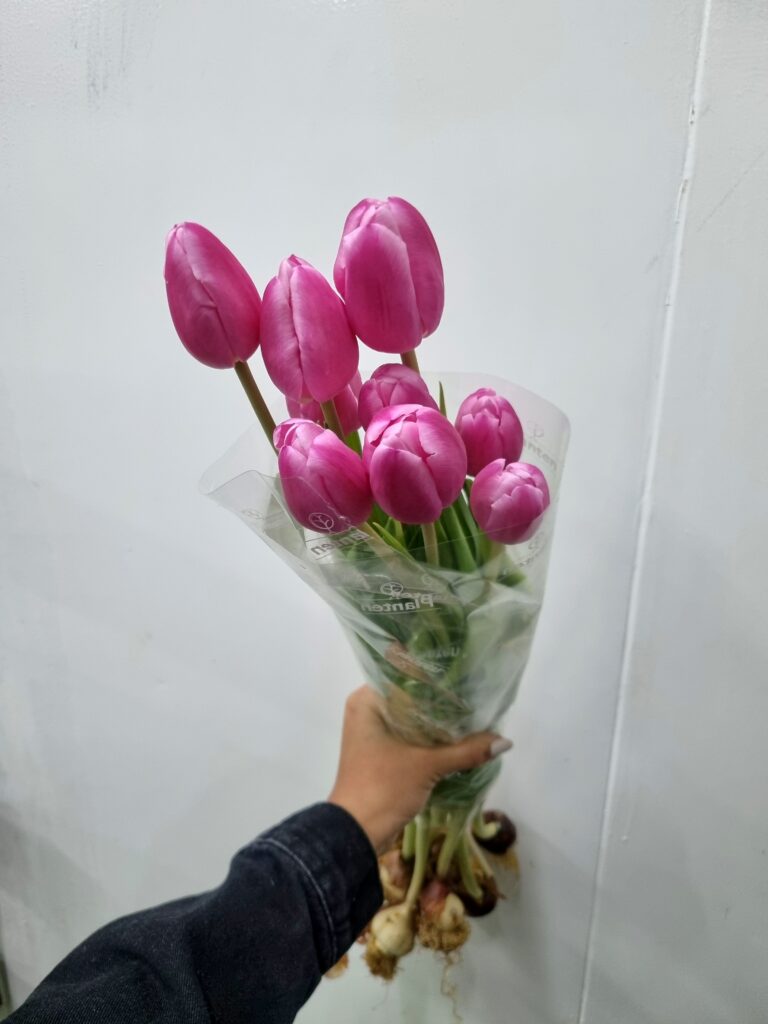 TULIPA PINK