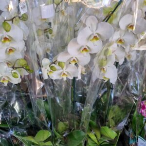 VASO PHALAENOPSIS P15 PERFILHADA