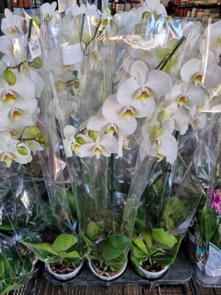 VASO PHALAENOPSIS P15 PERFILHADA