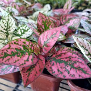 VASO HYPOESTES JARDINEIRA
