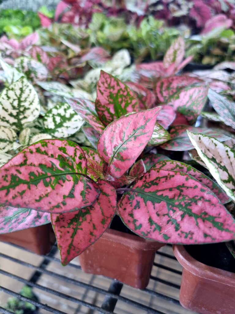 VASO HYPOESTES JARDINEIRA