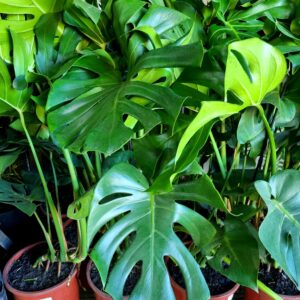 VASO MONSTERA DELICIOSA P23