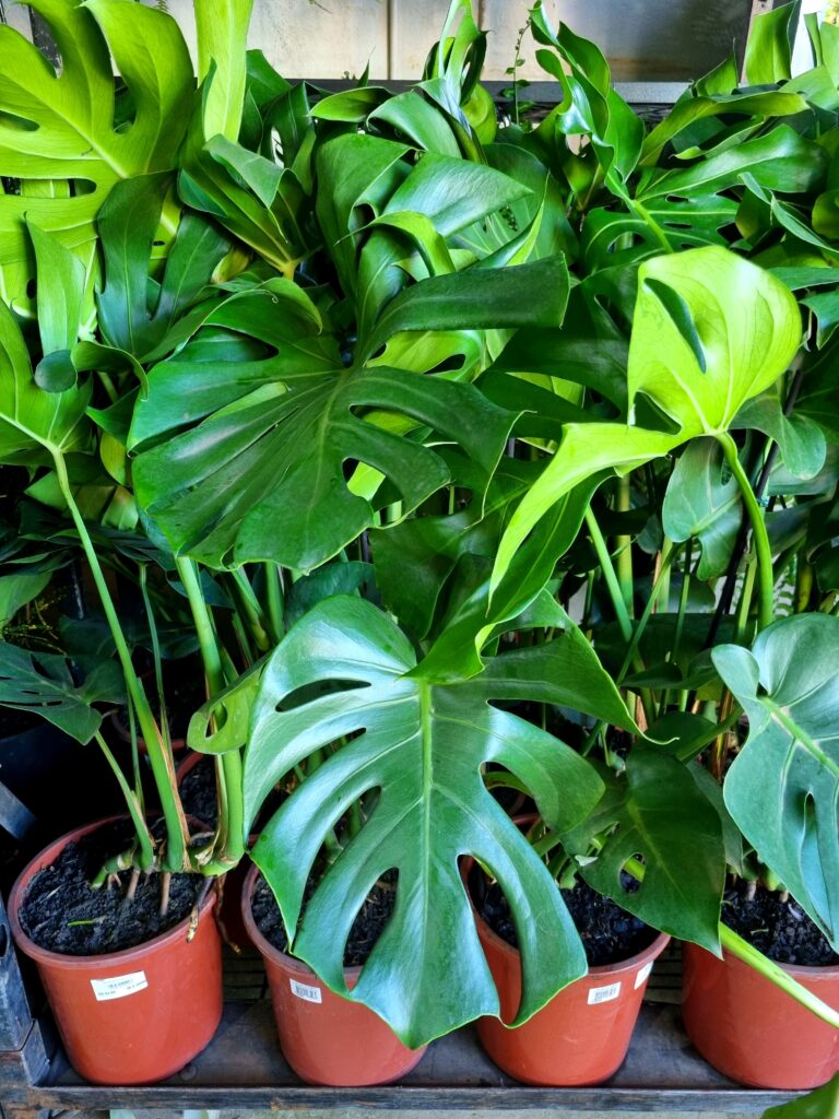 VASO MONSTERA DELICIOSA P23