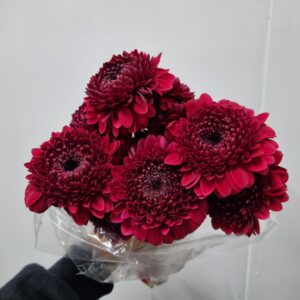 GERBERA BOLERO NEIRONEIRO
