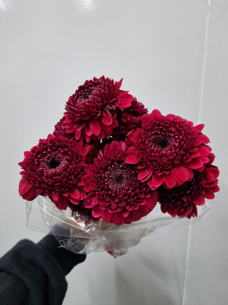 GERBERA BOLERO NEIRONEIRO