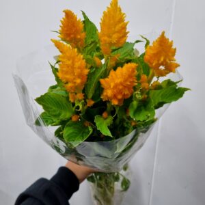 CELOSIA PLUMOSA AMARELA