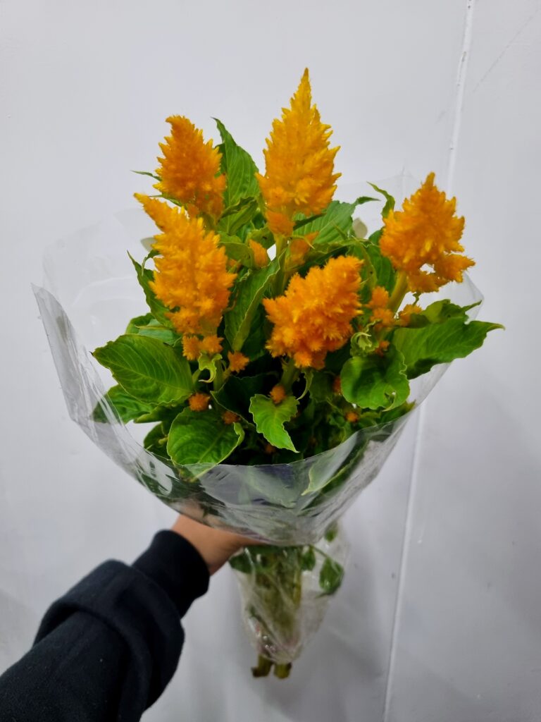 CELOSIA PLUMOSA AMARELA