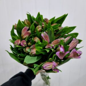 ALSTROEMERIA PURPLE RAIN