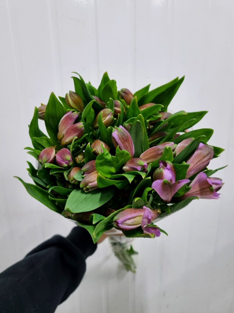 ALSTROEMERIA PURPLE RAIN