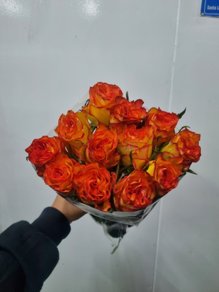 ROSA HIGH MAGIC 040