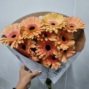GERBERA ALIANCE