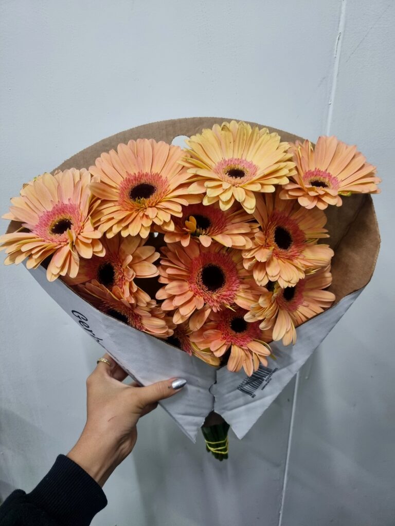 GERBERA ALIANCE