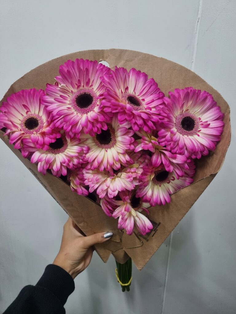 GERBERA MANDALA