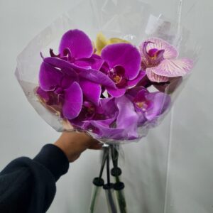 PHALAENOPSIS