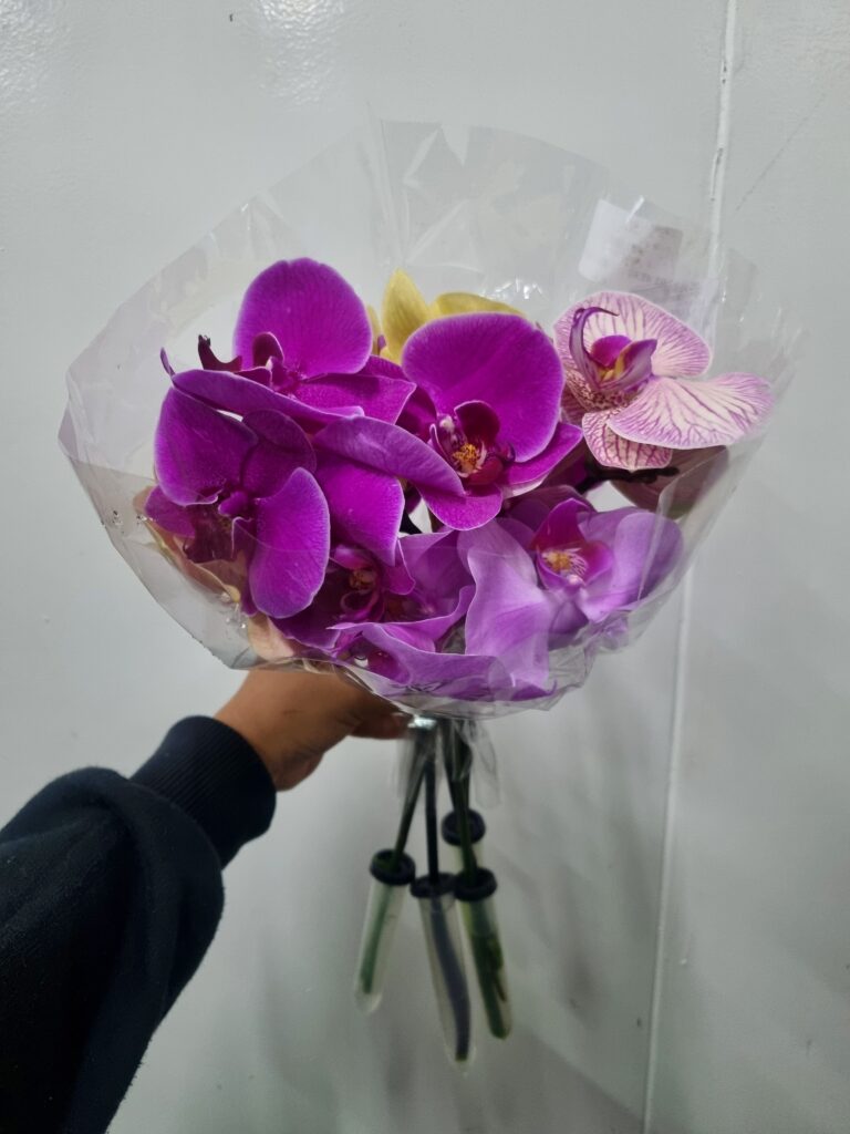 PHALAENOPSIS