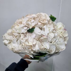 HORTENSIA BRANCA