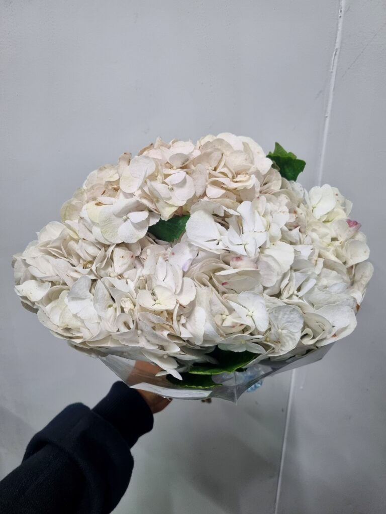 HORTENSIA BRANCA