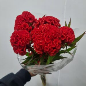 CELOSIA VERMELHA
