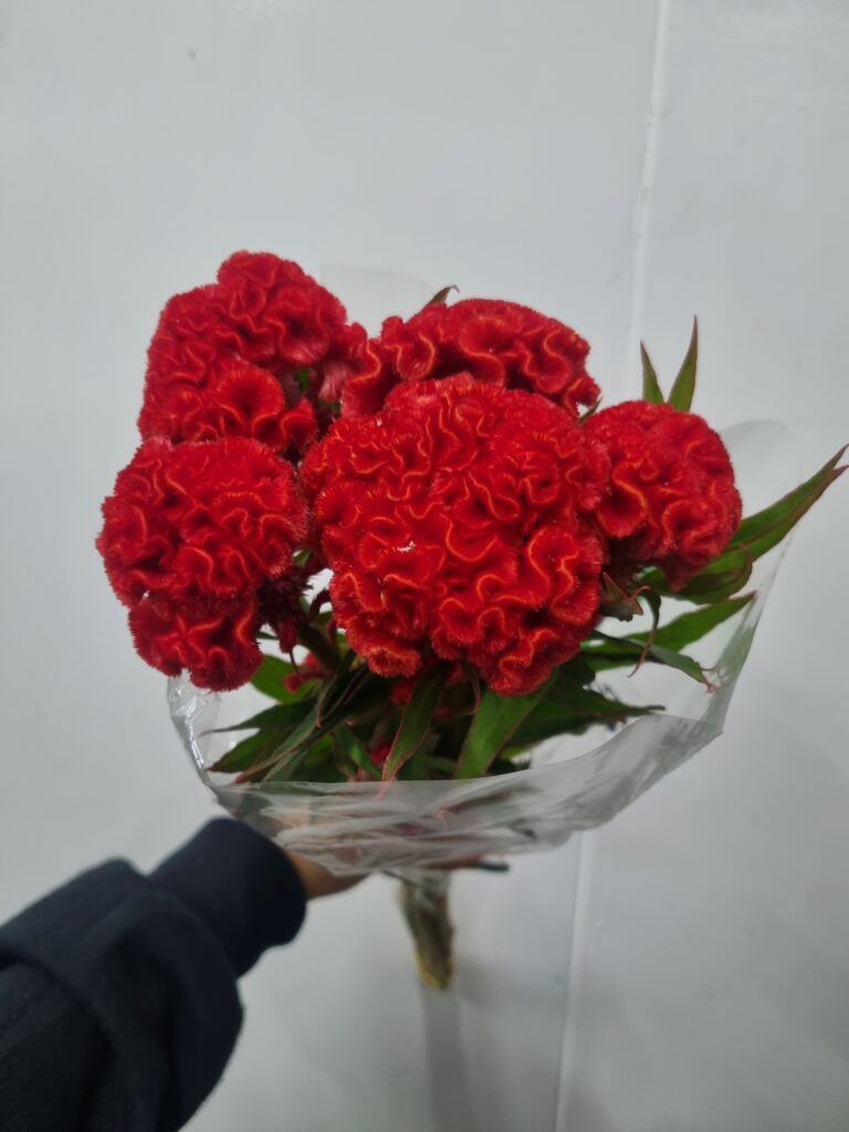 CELOSIA VERMELHA