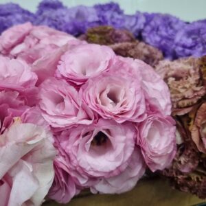 TUBETE LISIANTHUS VARIADO