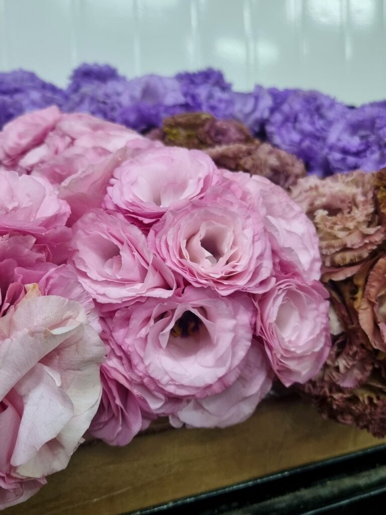 TUBETE LISIANTHUS VARIADO