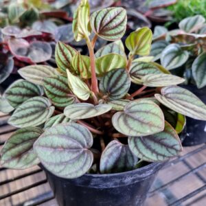 VASO PEPEROMIA VARIADO P11