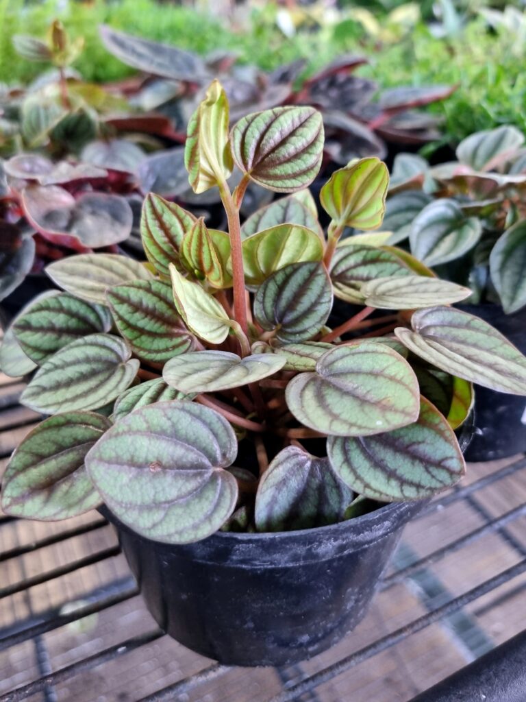 VASO PEPEROMIA VARIADO P11