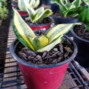 VASO SANSEVIERIA P11 GOLDEN HIHNII