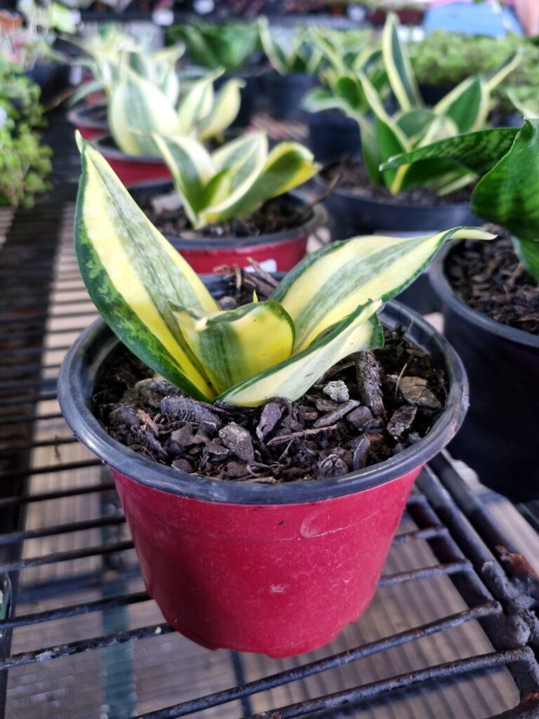 VASO SANSEVIERIA P11 GOLDEN HIHNII