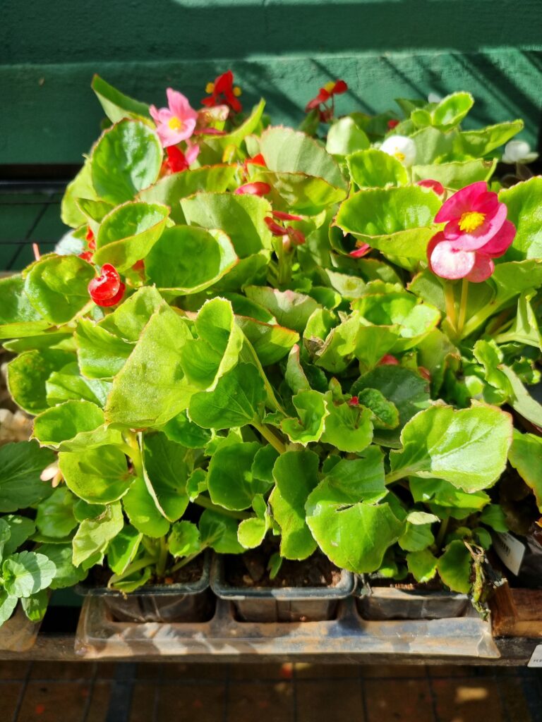 MUDA BEGONIA