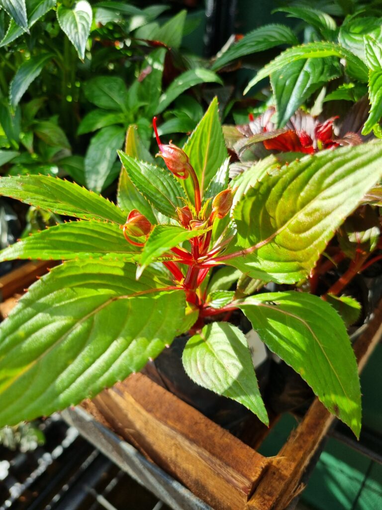 MUDA SUNPATIENS
