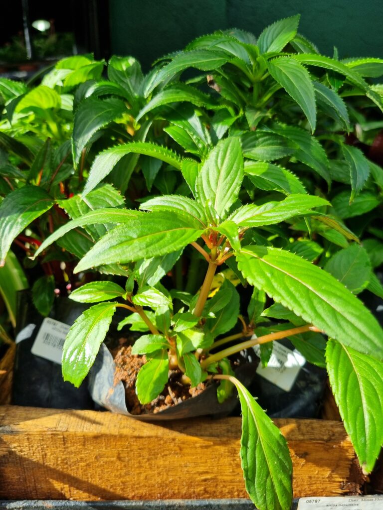 MUDA IMPATIENS