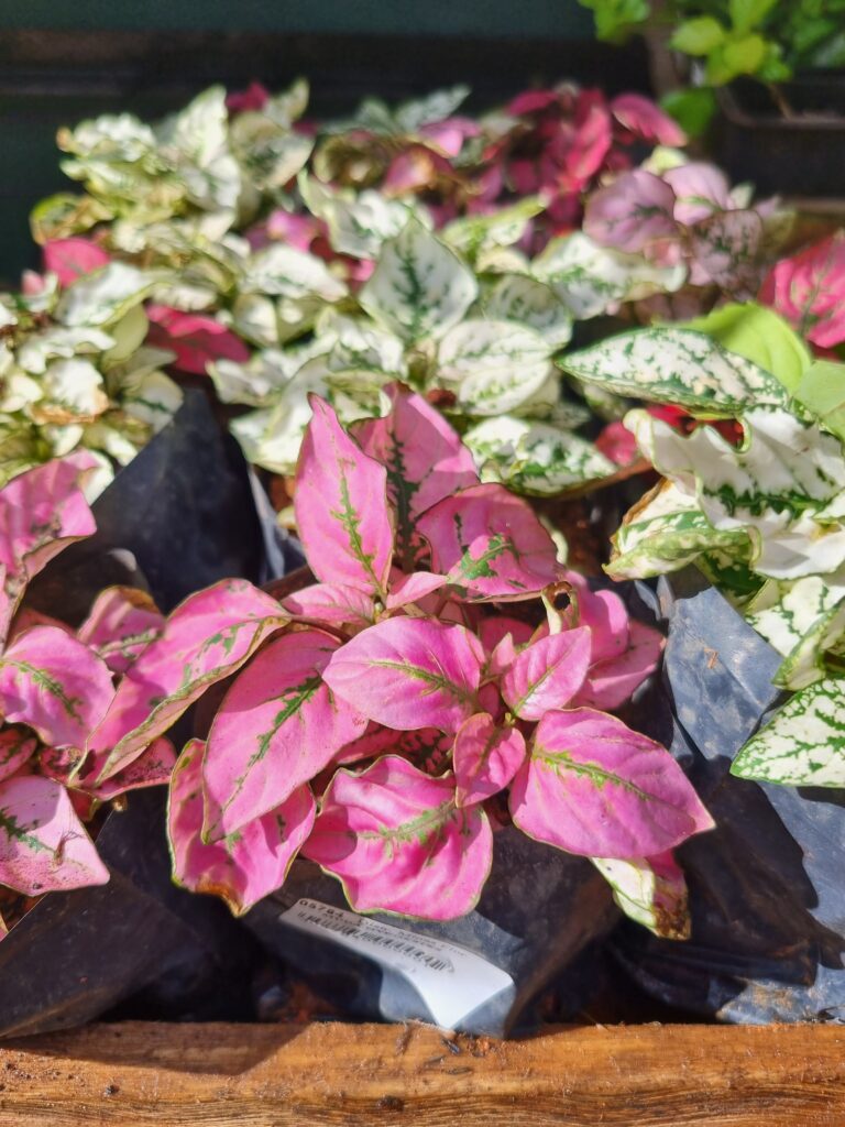 MUDA HYPOESTES