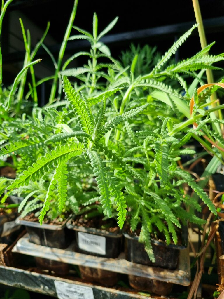 MUDA LAVANDA