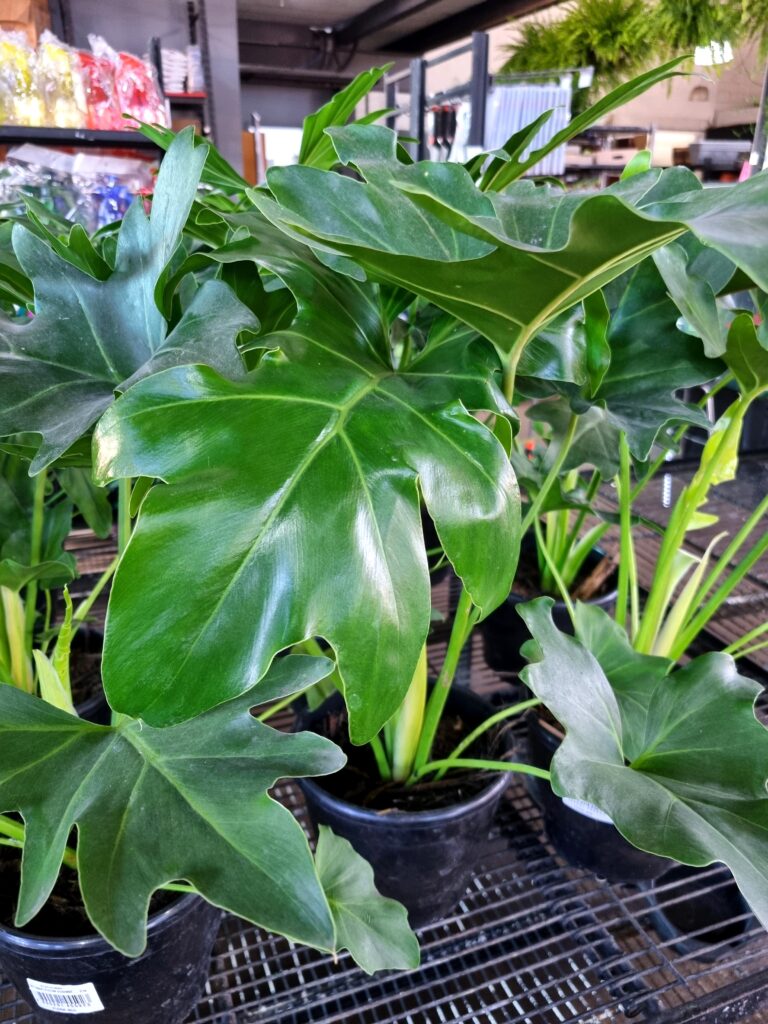 VASO PHILODENDRON BIPINNATIFIDUM P20