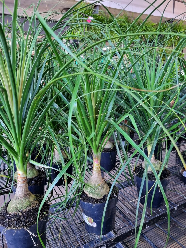 VASO BEAUCARNEA P17 (PATA DE ELEFANTE)